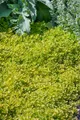 Pflanzen für Dich Staude Origanum vulg. Thumbles, 1 St., Oregano, Wilder Majoran, Echter Dost