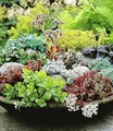 BALDUR Garten 18er Winterharte Sedum-Mischung, , Fetthennen, Hauswurz, Stauden Sortiment, winterharte & mehrjährige Stauden, trockenresistent, pflegeleicht, Wasserbedarf gering, blühend