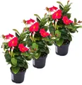 Dipladenia - Chilenischer Jasmin - 3 Pflanze - rosa blühend
