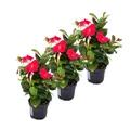 Exotenherz Topfpflanze Dipladenia - Chilenischer Jasmin - 3 Pflanze - rosa blühend