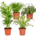 4er-Mix - Haustierfreundliche Pflanzen - Cyprus Zumula - Callisia - Chamaedorea