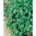 Sedum Anacampseros Ca. 9x9 cm Topf