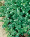Pflanzen für Dich Staude Sedum anacampseros, 1 St., Rosenwurz, Fetthenne