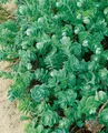 Sedum anacampseros, Fetthenne, sukkulent, ca. 9x9 cm Topf