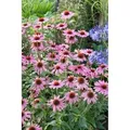 Echinacea Purpurea Rubinstern Roter Sonnenhut Ca. 9x9 cm Topf