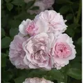 Hochstamm Rose Bonica 80-100cm