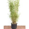 Fargesia Murieliae Jumbo Bambus Immergrün 60–100 cm