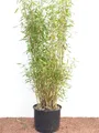 Fargesia murieliae 'Jumbo' 80-150 cm – Winterhart, Immergrün, Pflegeleicht – Gartenbambus – Heckenpflanze für Garten & Sichtschutz