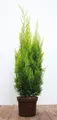 Chamaecyparis lawsoniana 'Ivonne' 60–80 cm – Immergrün, Winterhart, Pflegeleicht – Gelbe Scheinzypresse – Heckenpflanze für Garten & Sichtschutz
