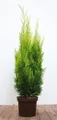 Pflanzen für Dich Konifere Chamaecyparis lawsoniana Ivonne, 1 St., Lawsons Scheinzypresse, Gelbe Scheinzypresse, gelbgrün, säulenförmig