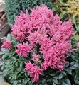 Prachtspiere Younique Pink - Astilbe cultorum - lebende Gartenpflanze aus den Baumschulen