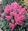 Prachtspiere Younique Pink - Astilbe cultorum