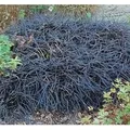 Dunkelblättriger Schlangenbart Niger - Ophiopogon planiscapus