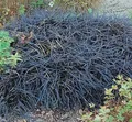 Dunkelblättriger Schlangenbart Niger - Ophiopogon planiscapus