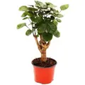 Exotenherz Glänzende Fiederaralie Polyscias Scutellaria Fabian Pflegeleichte Zimmerpflanze 12cm Topf