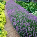 Bloomique - 6er Set - Lavandula Angustifolia - Lavendel Pflanze Winterhart - Duf