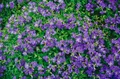 Aubrieta x cult. 'Blaumeise', Blaukissen, blau, ca. 9x9 cm Topf