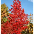 Amberbaum Lane Roberts 80-100cm - Liquidambar styraciflua