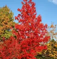 Amberbaum Lane Roberts 80-100cm - Liquidambar styraciflua
