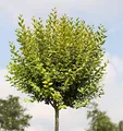 Hochstamm Gold Liguster 100-125cm - Ligustrum ovalifolium - lebende Gartenpflanze aus den Baumschulen