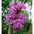 Kanadischer Hänge Judasbaum Lavender Twist 30-40cm - Cercis canadensis