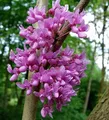 Kanadischer Hänge Judasbaum Lavender Twist 30-40cm - Cercis canadensis - lebende Gartenpflanze aus den Baumschulen