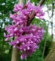Kanadischer Hänge Judasbaum Lavender Twist 30-40cm - Cercis canadensis