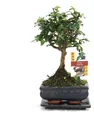 Bonsai Fukientee - Carmona microphylla - ca. 6 Jahre - Kugelform