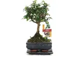 Exotenherz Bonsai Fukientee Carmona Microphylla ca. 6 Jahre Kugelform