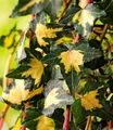 BALDUR Garten 1x Gold Efeu Hedera 'Goldheart', Pflanze im 9 cm-Topf, auch als Bodendecker geeignet, klettert 3-4 Meter hoch, pflegeleicht, winterhart, mehrjährig, ideal für Rankgitter, Zaun & Kübel