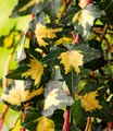 BALDUR-Garten Gold Efeu Hedera 'Goldheart',1 Pflanze