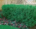 Taxus cuspidata, Japanische Eibe, 150–175 cm