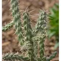 Winterharter Feigenkaktus - Opuntia imbricata