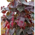 Kanadischer Judasbaum Merlot 40-60cm - Cercis canadensis