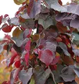 Kanadischer Judasbaum Merlot 40-60cm - Cercis canadensis - lebende Gartenpflanze aus den Baumschulen