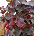 Kanadischer Judasbaum Merlot 40-60cm - Cercis canadensis