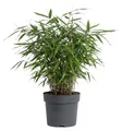 x1 Bamboo Asian Wonder P14 H30