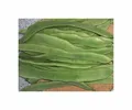 25x Stockschnittbohne Algarve Stangenbohnen Gemüse - Samen KS556