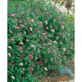 Viburnum Tinus Gwenllian Lorbeer-Schneeball Weiß-Rosa 30–40 cm