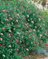 Viburnum tinus 'Gwenllian', Lorbeer-Schneeball, weiß-rosa, 30–40 cm