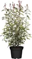 Photinia fraseri 'Little Red Robin' 30–40 cm – Winterhart, Immergrün, Pflegeleicht – Glanzmispel – Heckenpflanze für Garten & Sichtschutz