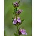 Echter Gamander Wildform - Teucrium chamaedrys