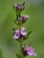 Echter Gamander Wildform - Teucrium chamaedrys - lebende Gartenpflanze aus den Baumschulen