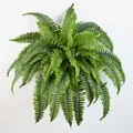 artplants Künstlicher Schwert Farn Samuel, 50 Blätter, grün, Ø 90cm, 60cm