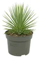 Agave striata var. nana - Stachelsschwein-Agave - 12cm Topf