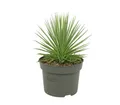 Exotenherz Kaktus Agave striata var. nana - Stachelsschwein-Agave - 12cm Topf