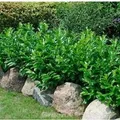 Kaukasische Lorbeerkirsche 60-80cm - Prunus,aurocerasus