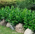Kaukasische Lorbeerkirsche 60-80cm - Prunus laurocerasus