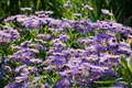 Pflanzen für Dich Staude Aster novi-belgii Blaue Nachhut, 1 St., Glattblatt-Aster, Neubelgien-Aster