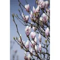 Magnolia Soulangiana Tulpenmagnolie Heaven Scent 40-60 cm
